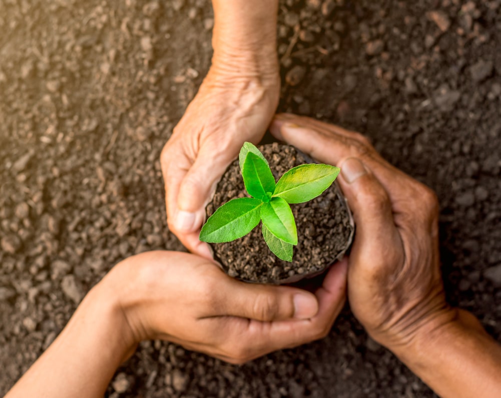Improving Perth's Sandy Soil: Wetting Agents, Mulch and Soil Improvers