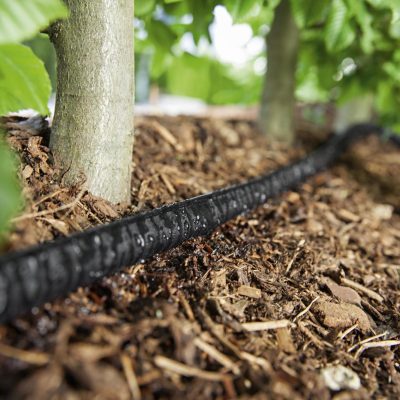 reticulation
